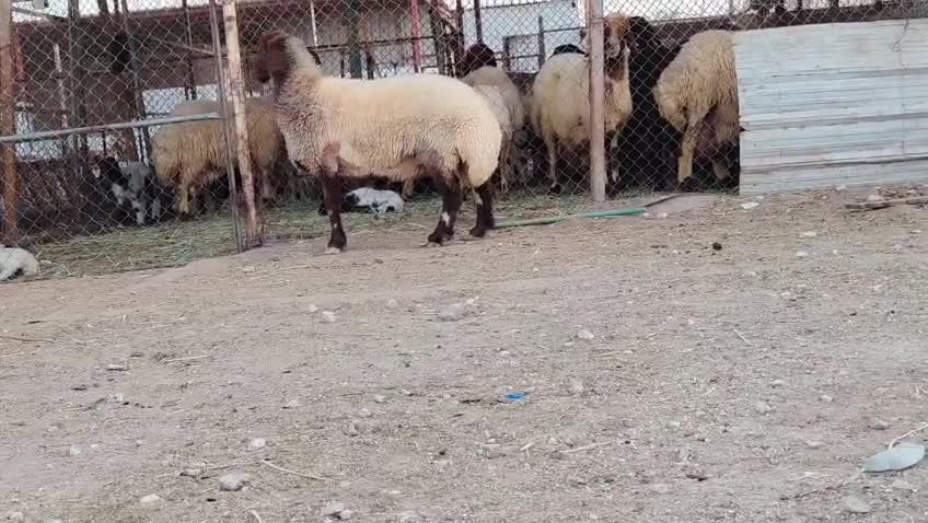 للبيع شاه سوريه طيبه وشباب - 1
