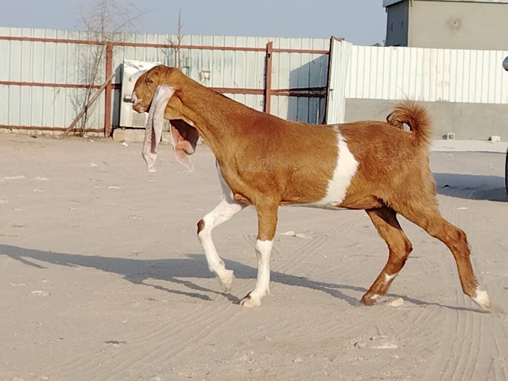 جمده حجازيه - 2