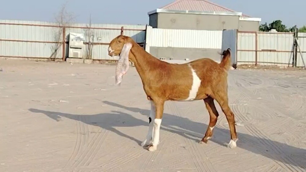 جمده حجازيه - 1