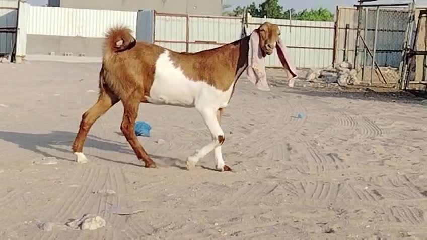 جمده حجازيه - 3