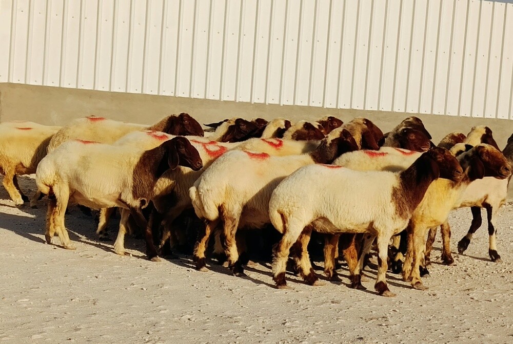 للبيع شوهات سوريه دبس دفيع واصل - 2
