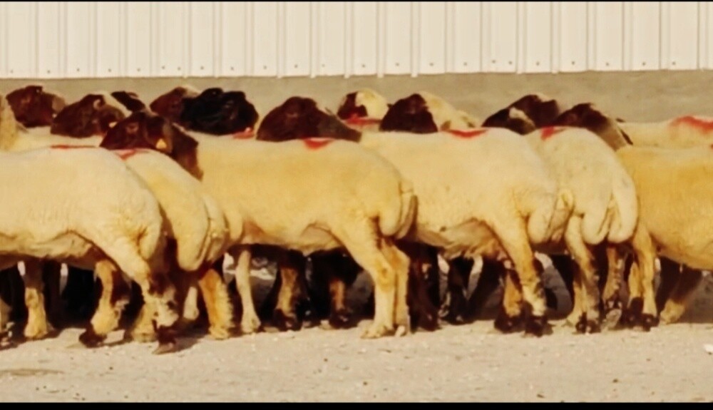 للبيع شوهات سوريه دبس دفيع واصل - 1