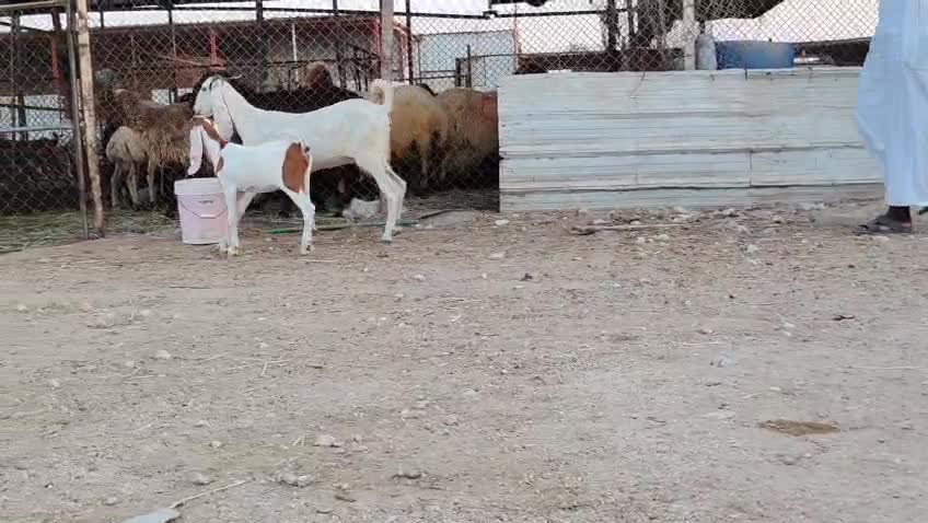 للبيع عنز وليد طيبه تحته جمده - 1