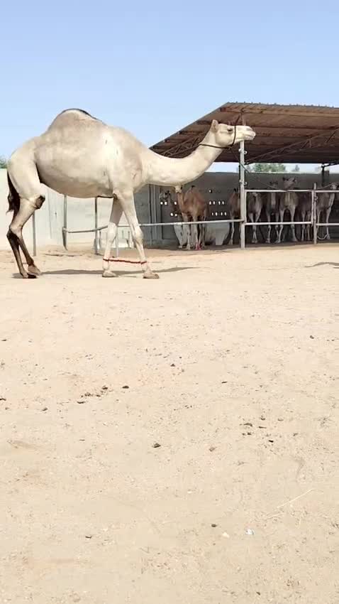 بنت قناد - 1