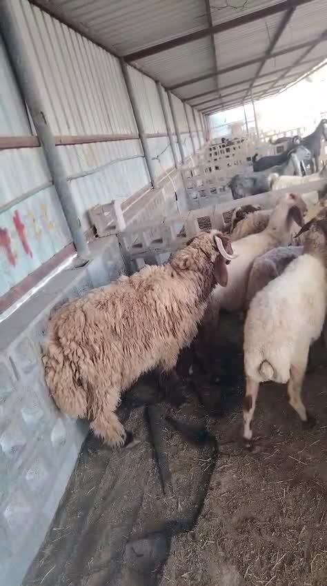 للبيع خروف جداع فحل - 1