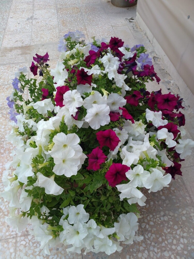 نباتات طبيعيه - 3