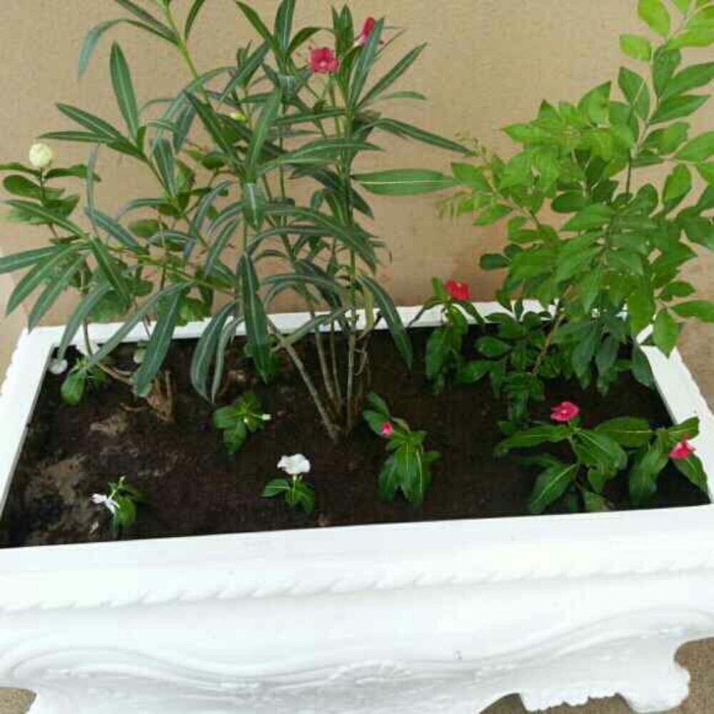 نباتات طبيعيه - 2