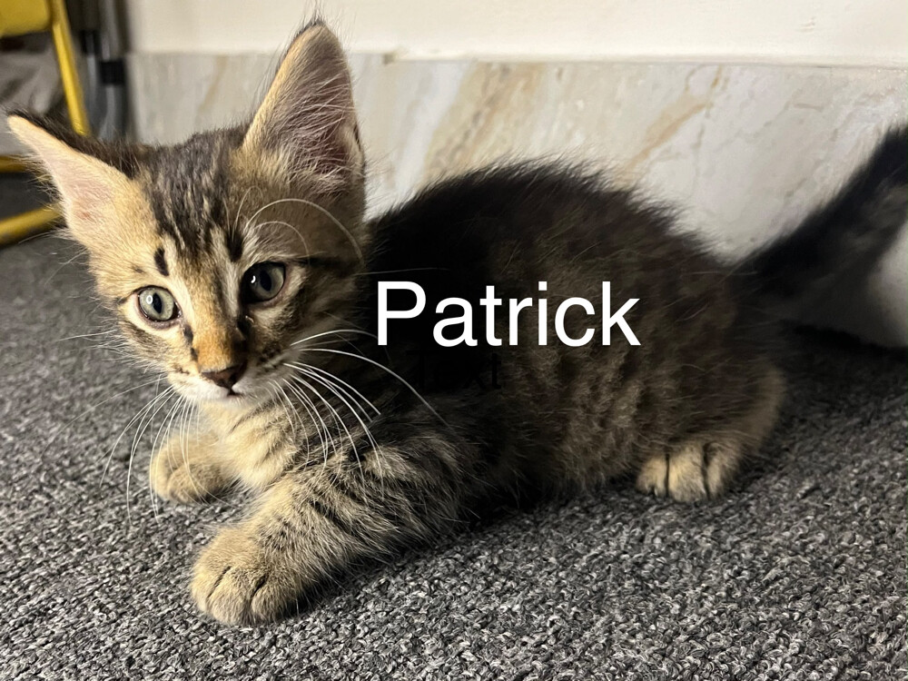 Free Domestic Long Furred Kittens  - 1
