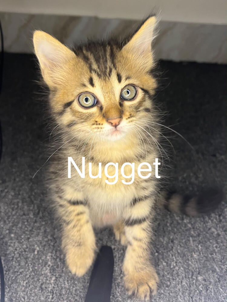 Free Domestic Long Furred Kittens  - 3