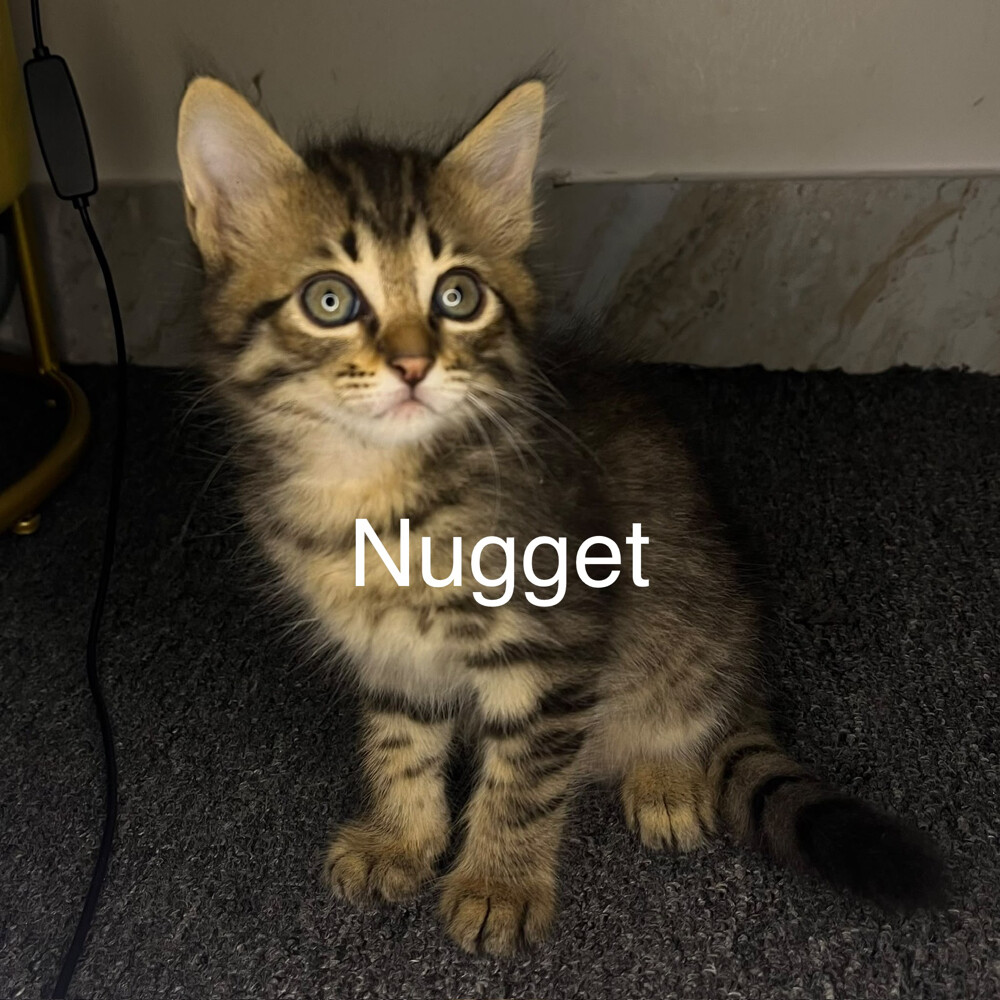 Free Domestic Long Furred Kittens  - 5