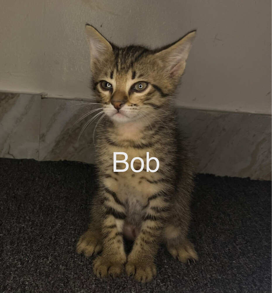 Free Domestic Long Furred Kittens  - 4