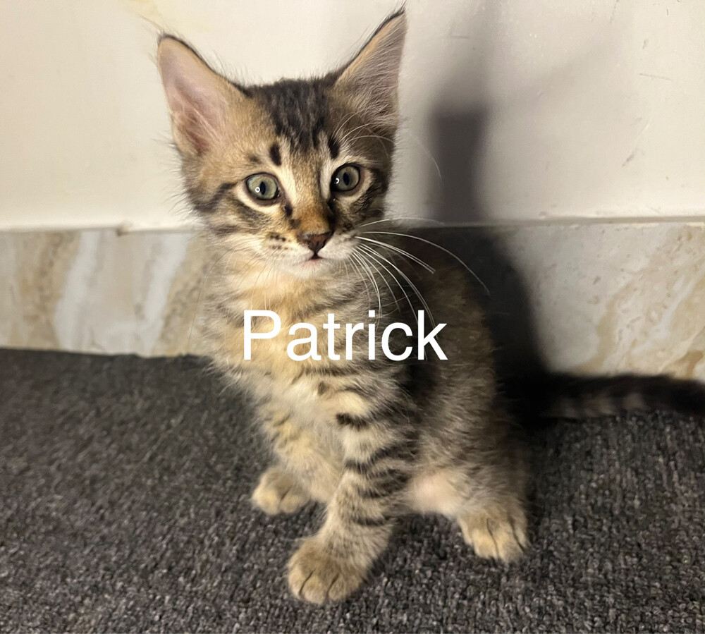 Free Domestic Long Furred Kittens  - 2
