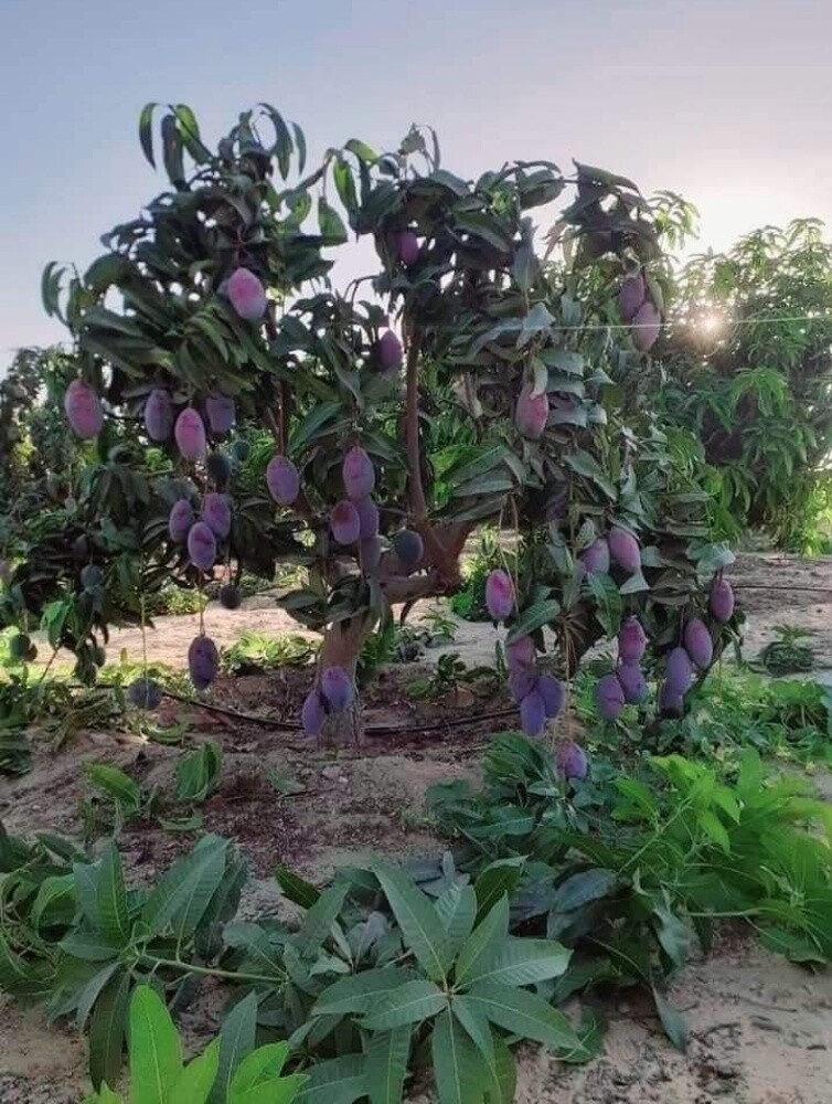 زراعة حدائق - 10