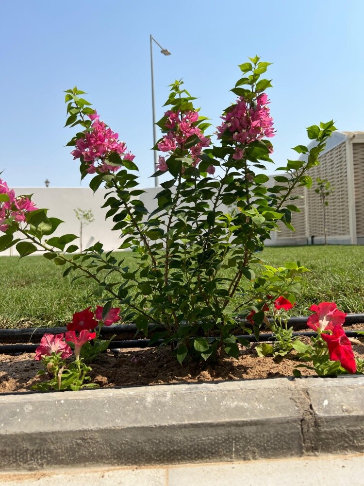 زراعة حدائق - 11