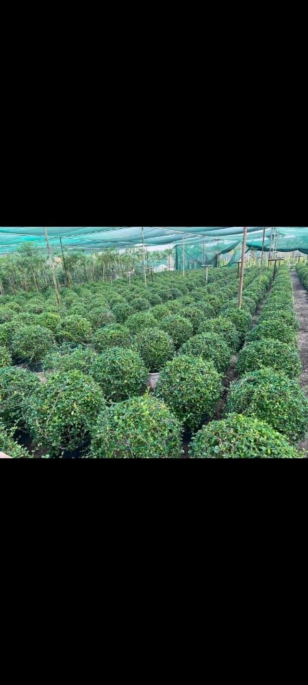 زراعة حدائق - 2
