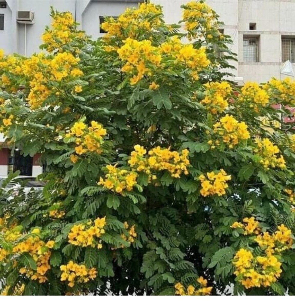 زراعة حدائق - 5