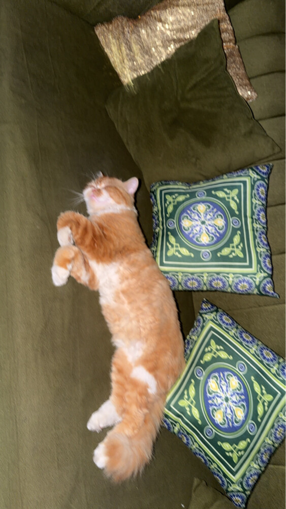 Cats for adoption - 2
