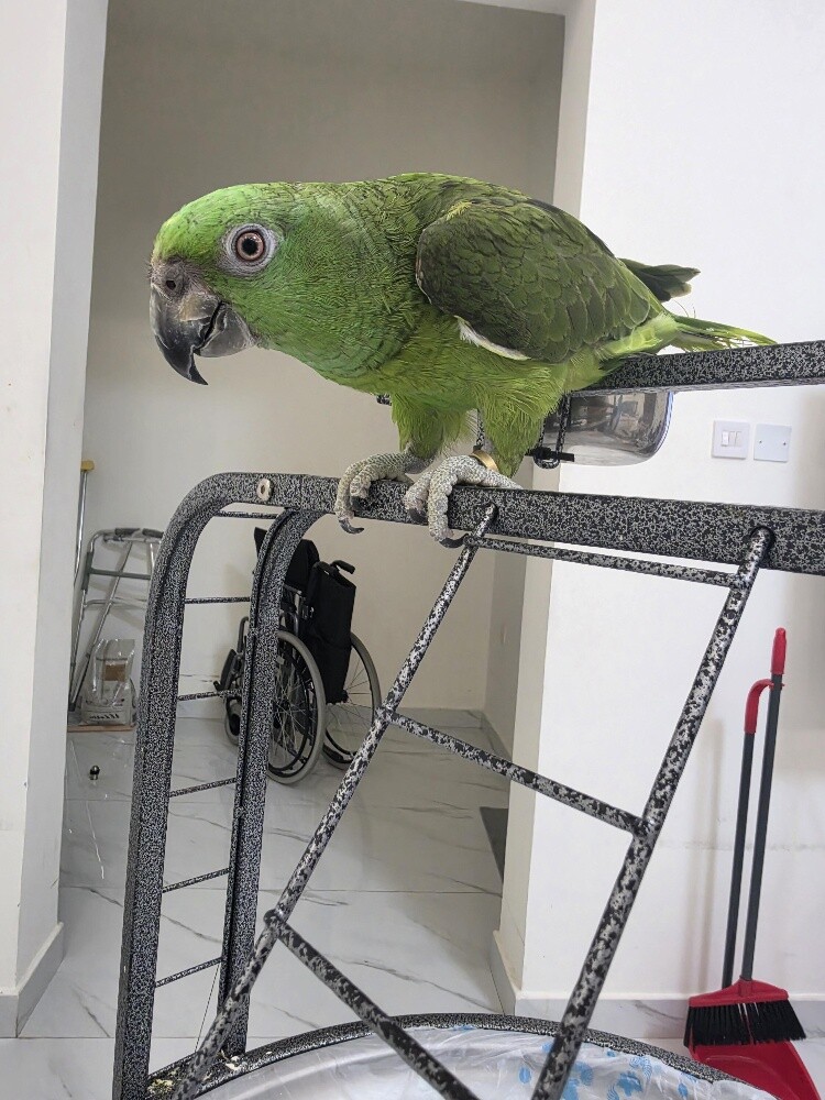 yellow napped amazon - 3