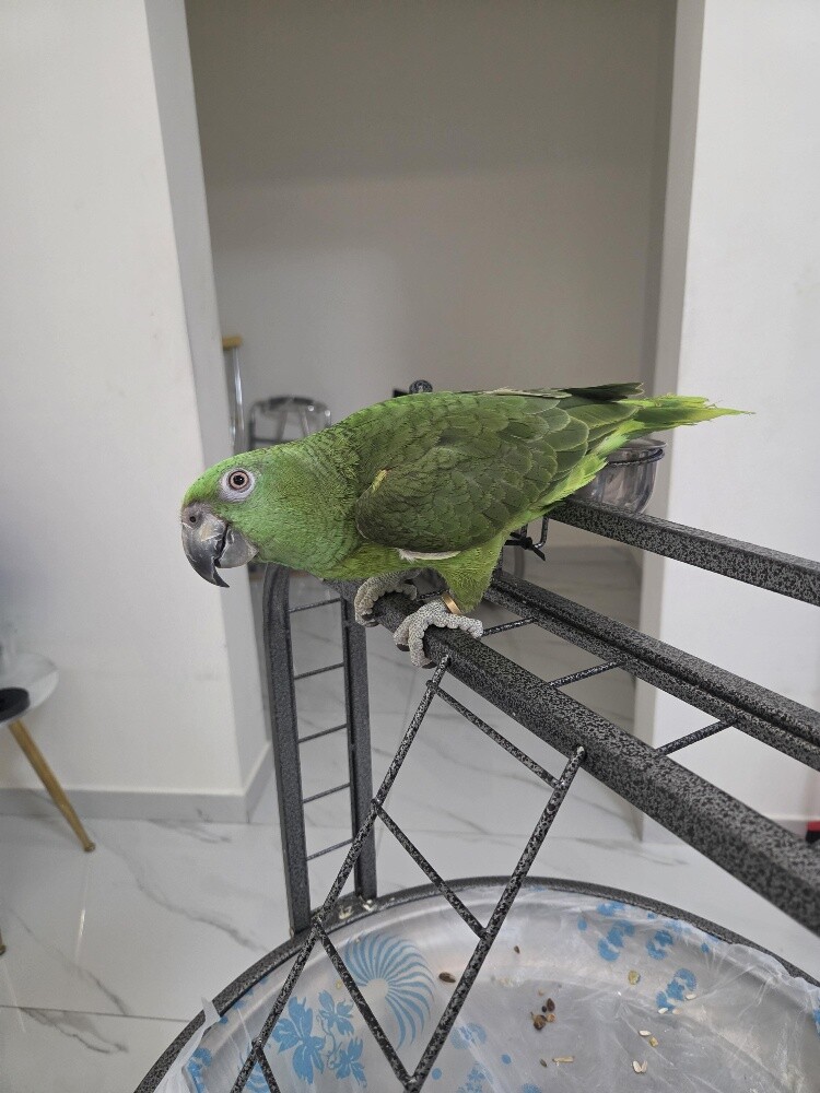 yellow napped amazon - 2