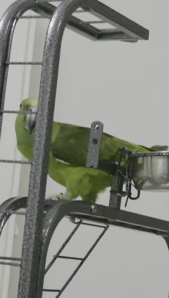 yellow napped amazon - 1