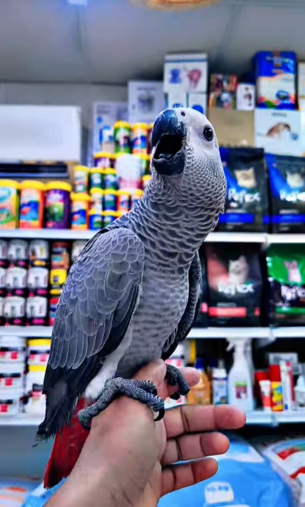 African Grey Parrot Baby - 1