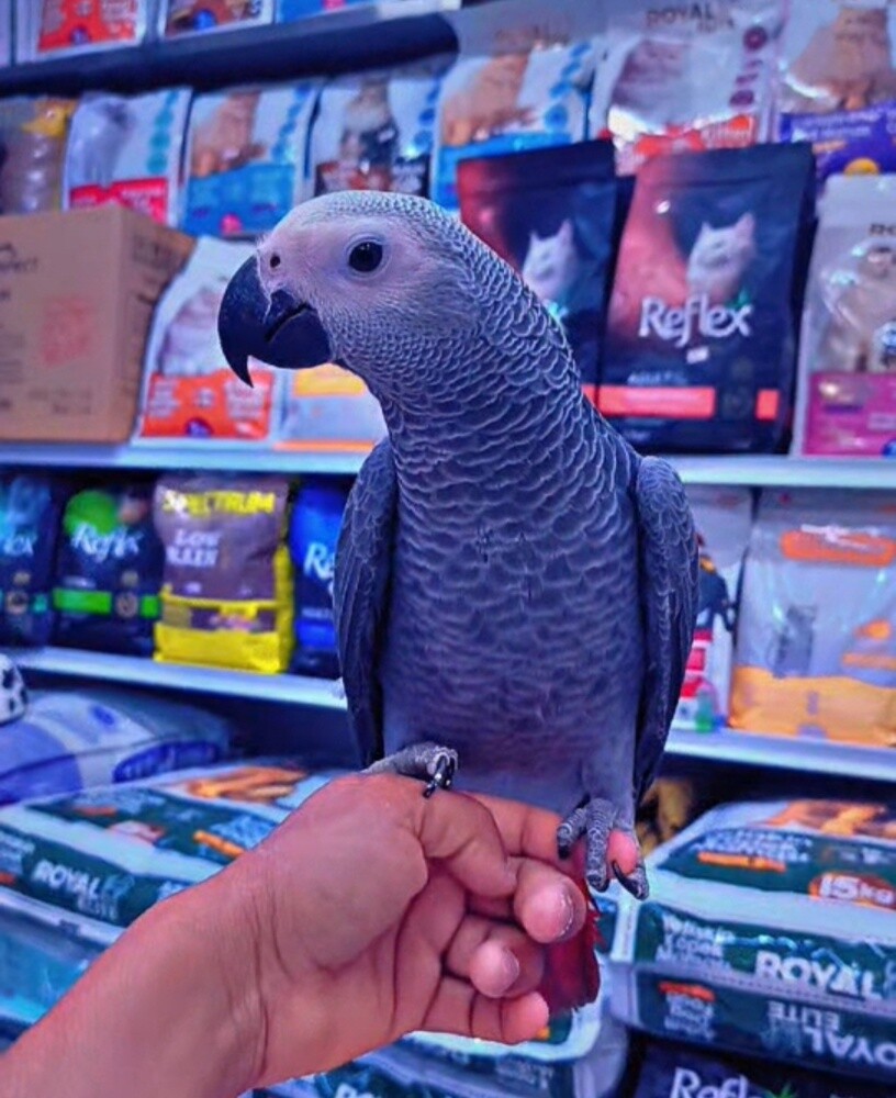 African Grey Parrot Baby - 2