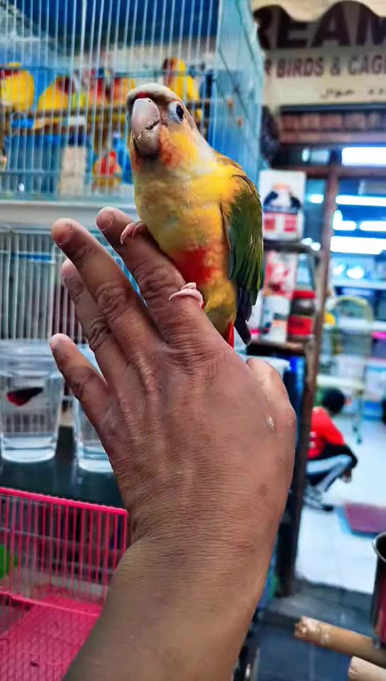 Pine Apple Conure Baby - 1