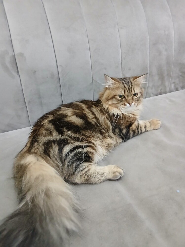 scotch cat for sale - 6