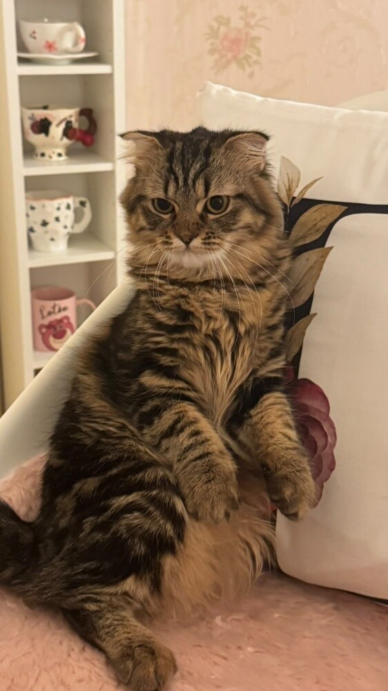 scotch cat for sale - 4