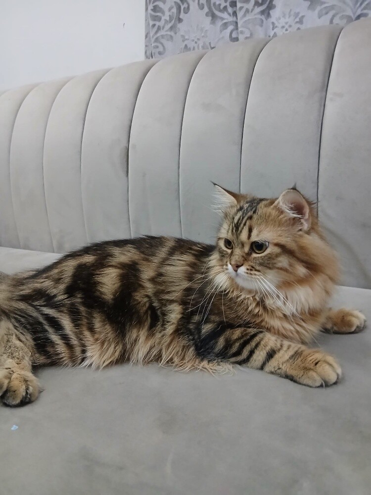 scotch cat for sale - 7