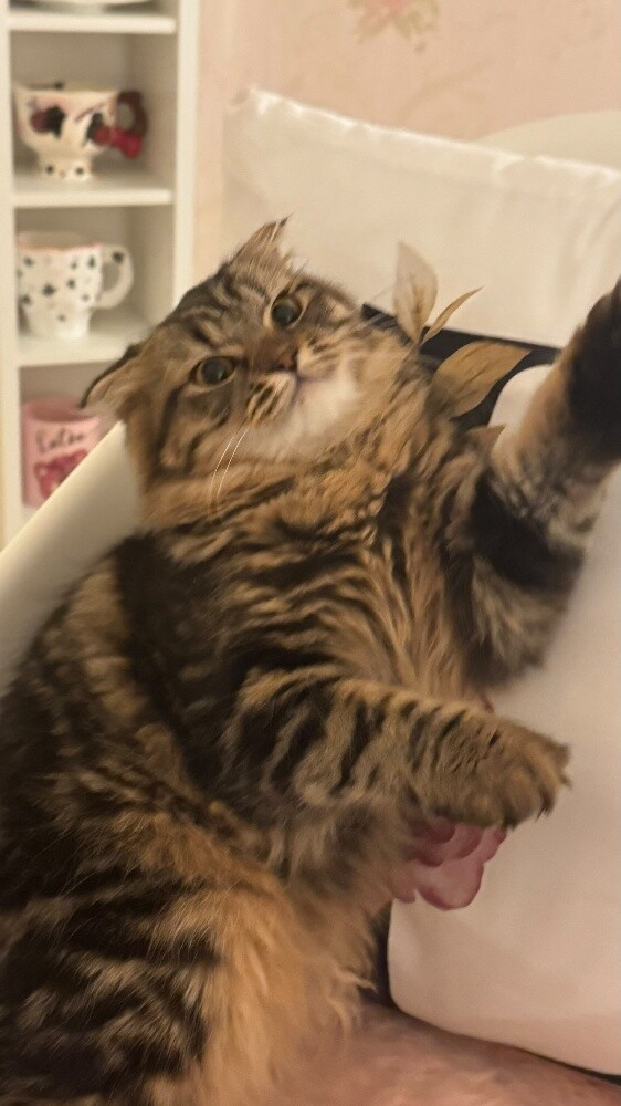 scotch cat for sale - 2