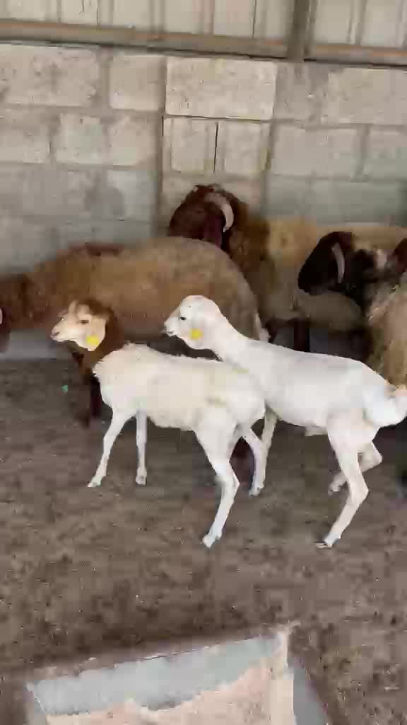 للبيع خرفان سوريه سمان - 1