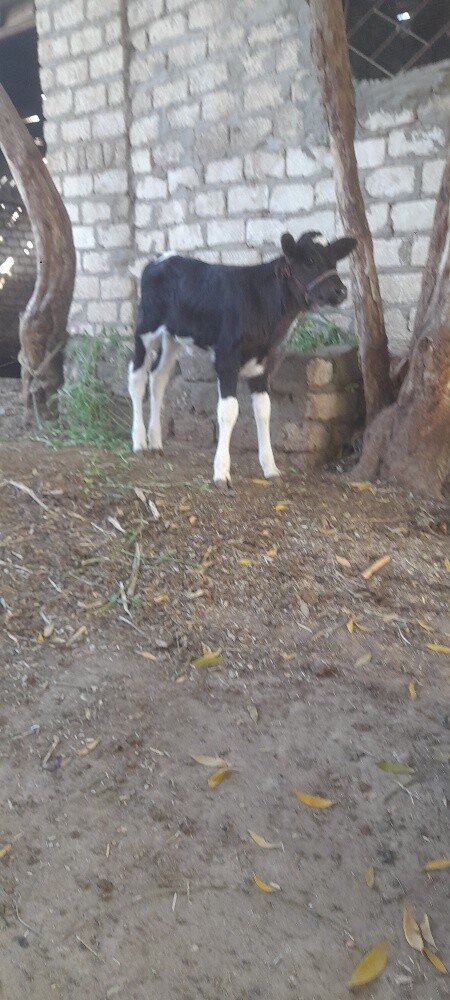 مربي - 3