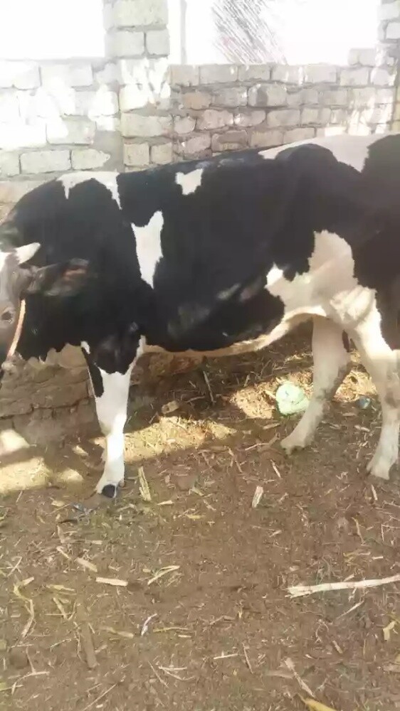 مربي - 1