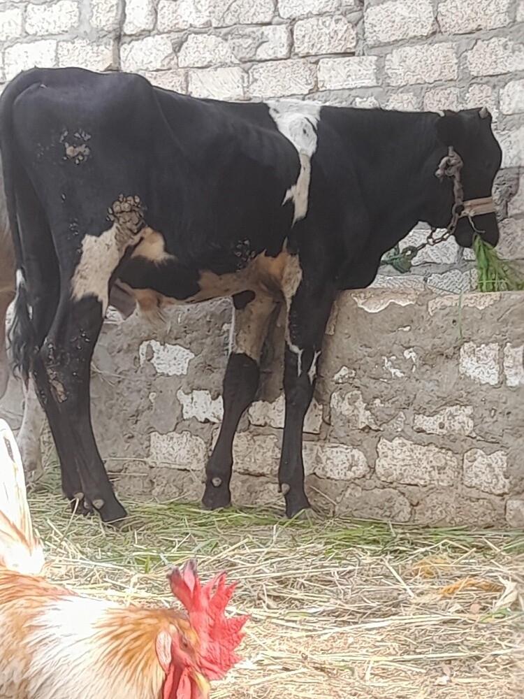 مربي - 2