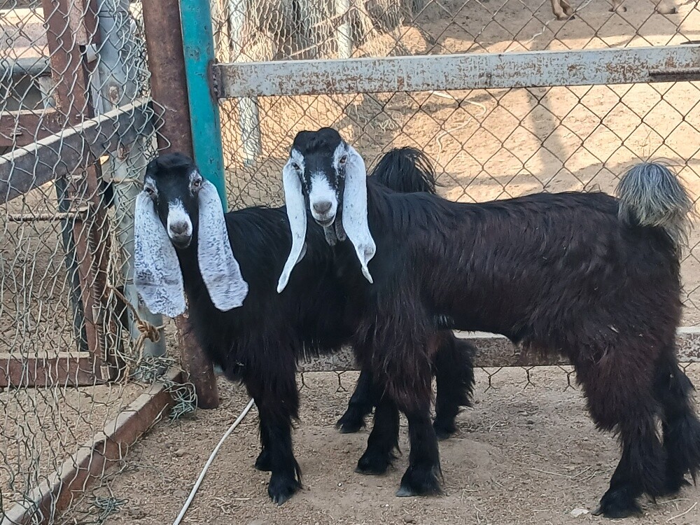 للبيع - 2