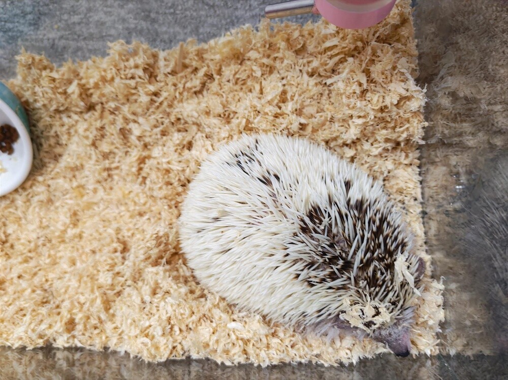 leucism hedgehog - 1