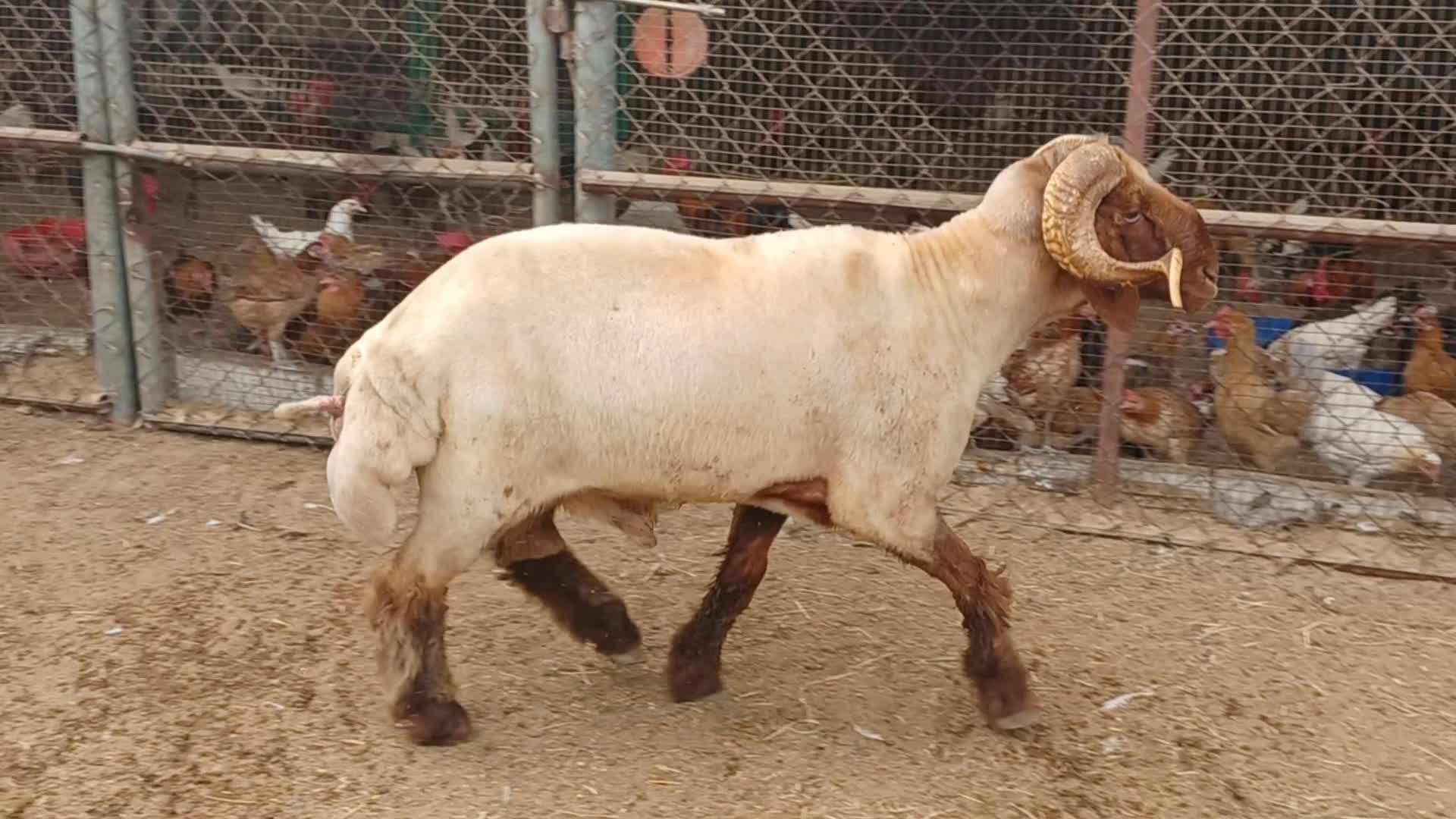 Sexually excited sheep for sale - 5