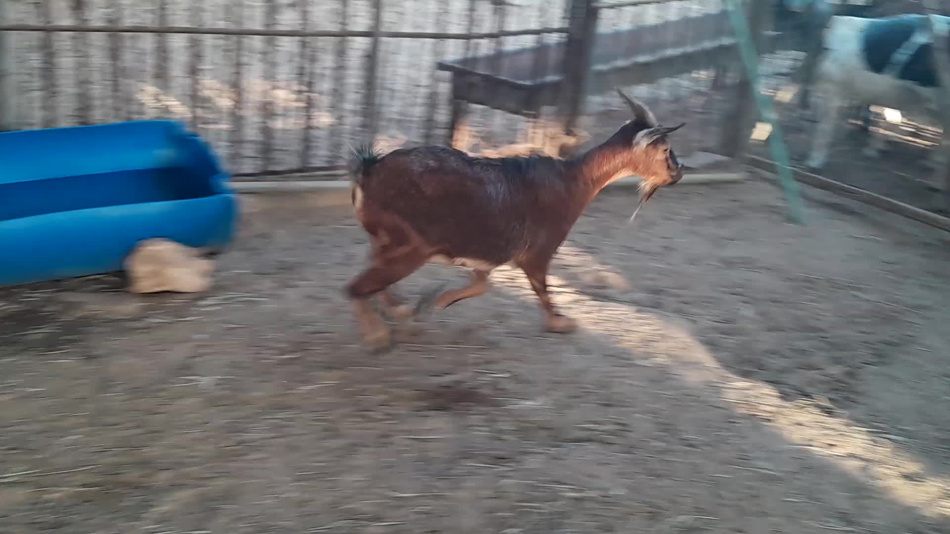 للبيع عنز غزم طيبه دفيع واصل - 2