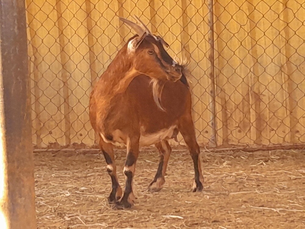 للبيع عنز غزم طيبه دفيع واصل - 1