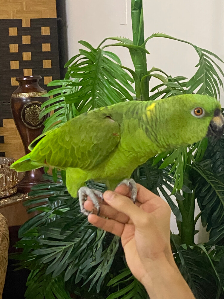 يلو ناب البيع - 2