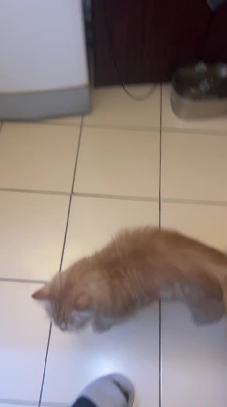 cute cats for adoption  - 1