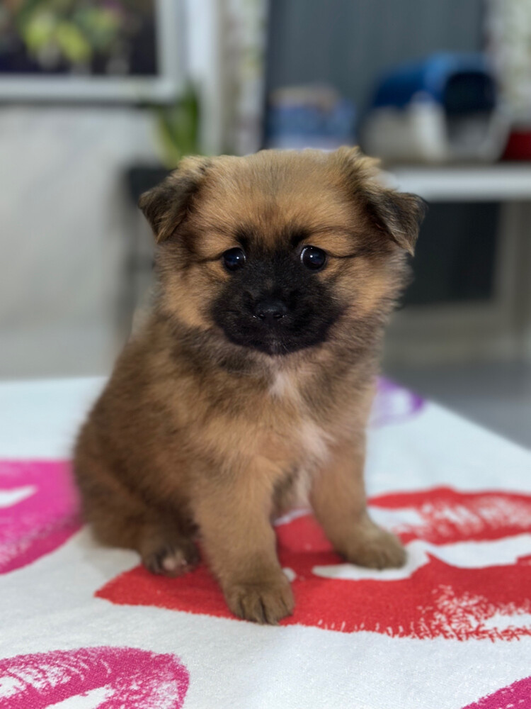 Dog for Sale - 8
