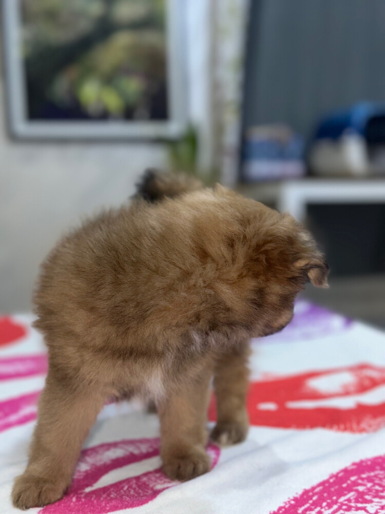 Dog for Sale - 5