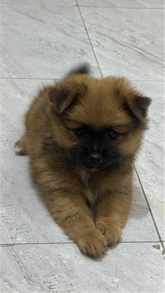 Dog for Sale - 14