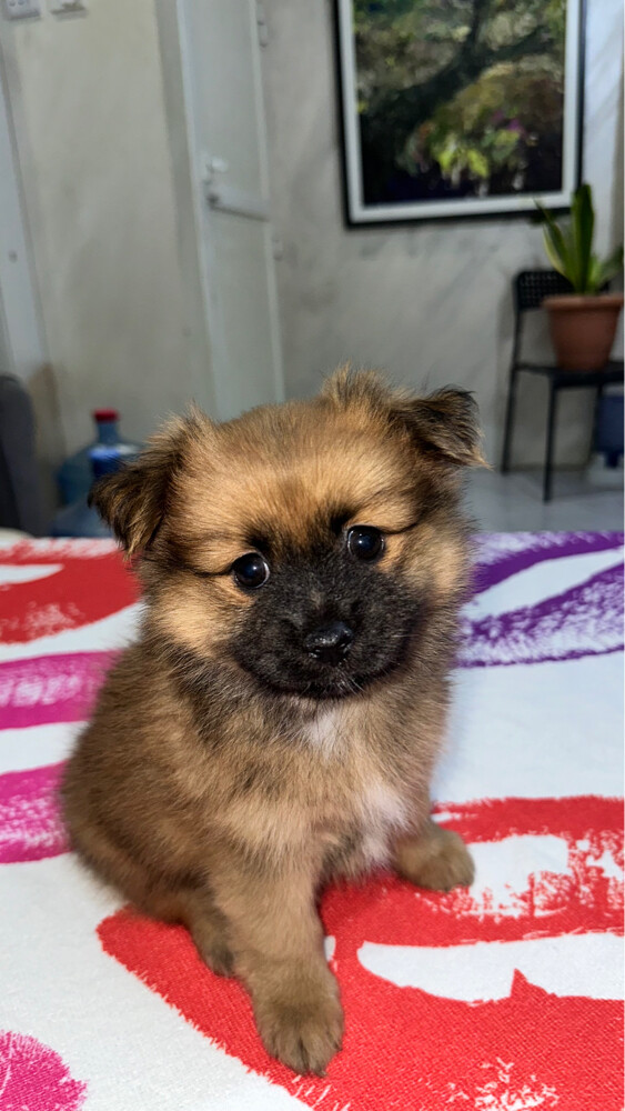 Dog for Sale - 12