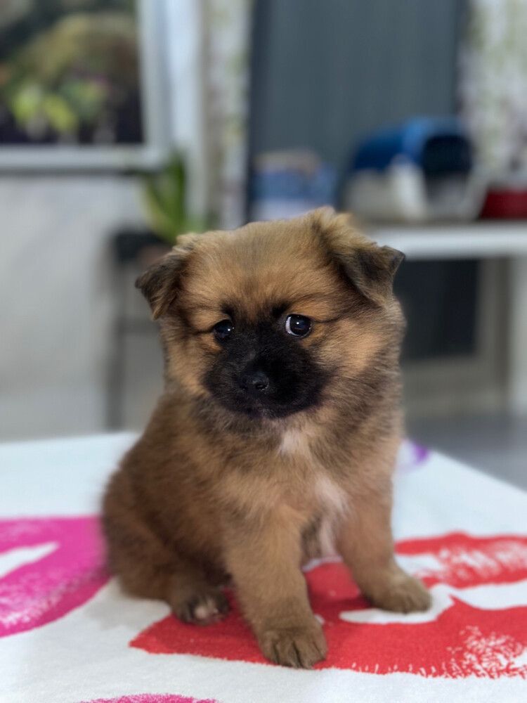 Dog for Sale - 4
