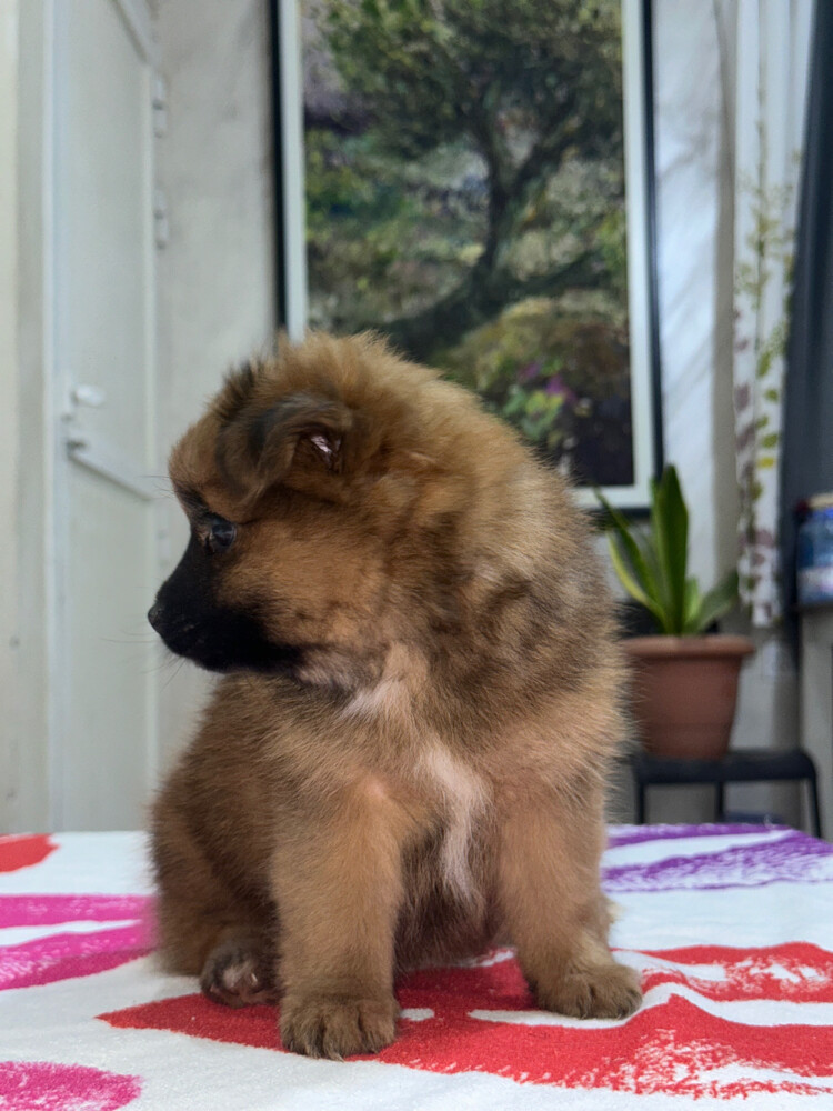 Dog for Sale - 11
