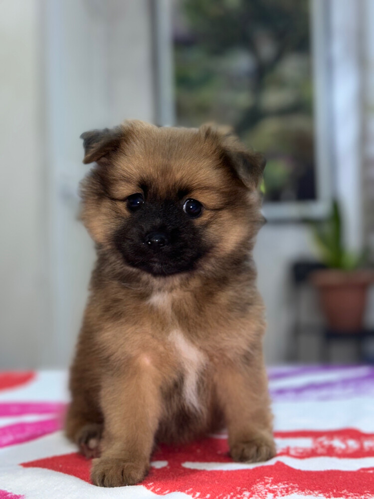 Dog for Sale - 2