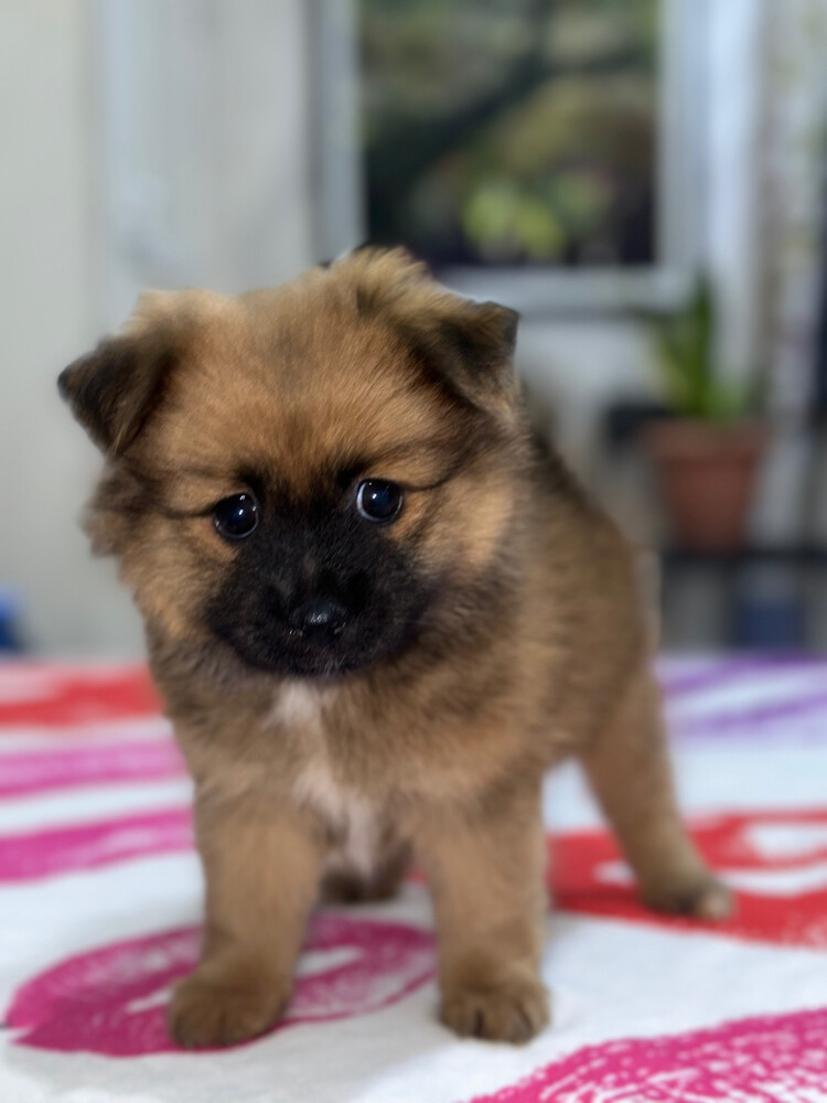 Dog for Sale - 13